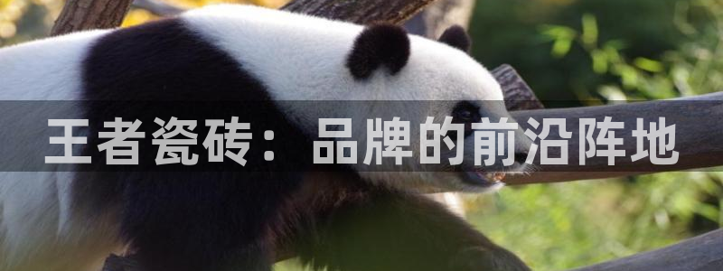 必一体育是哪里的台子